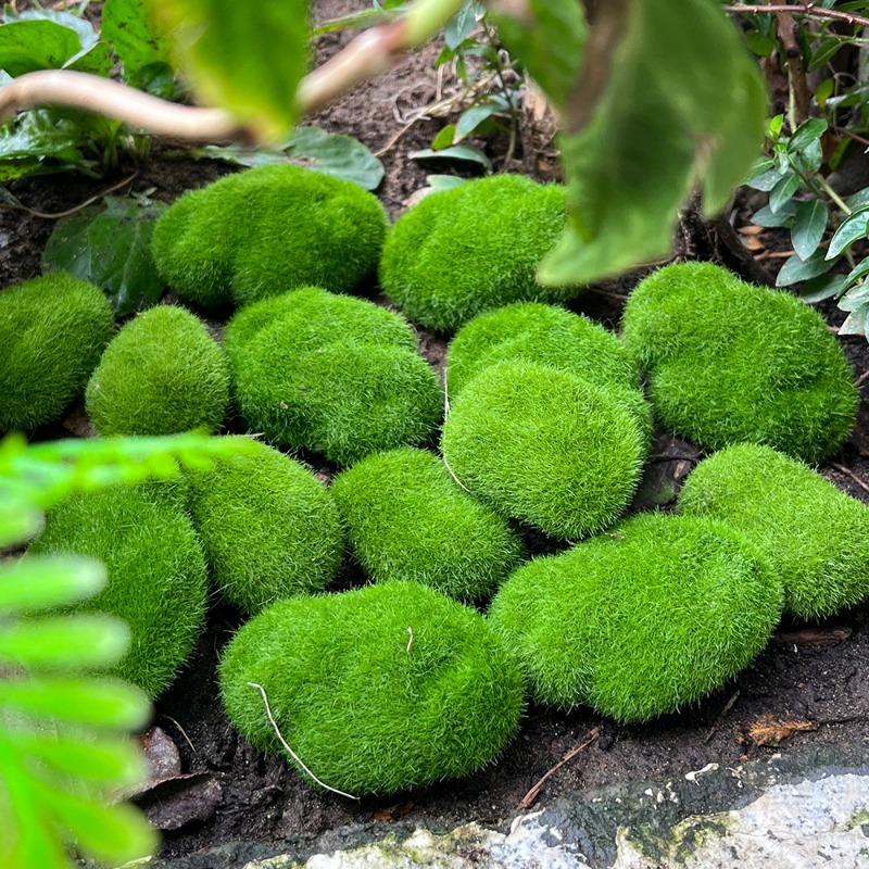 100/5PCS Artificial Moss Rock  - Sphagnum Moss Dry recension och pris