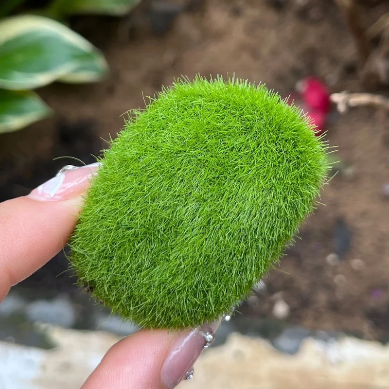100/5PCS Artificial Moss Rock  - Sphagnum Moss Dry recension och pris