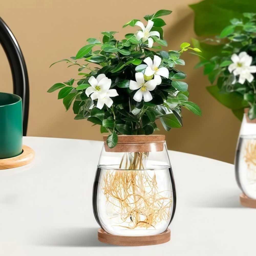 Transparent Hydroponic Flowerp - Propagation Station Vase recension och pris