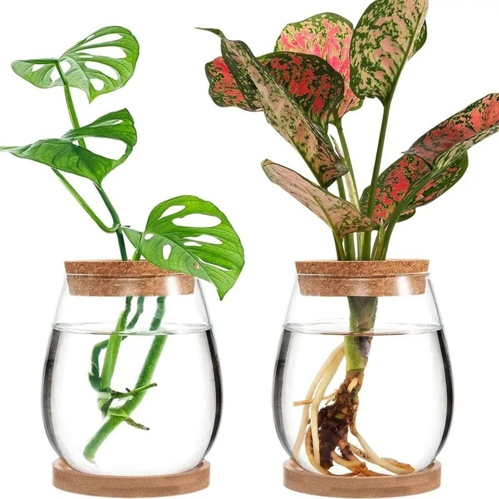 Transparent Hydroponic Flowerp - Propagation Station Vase recension och pris